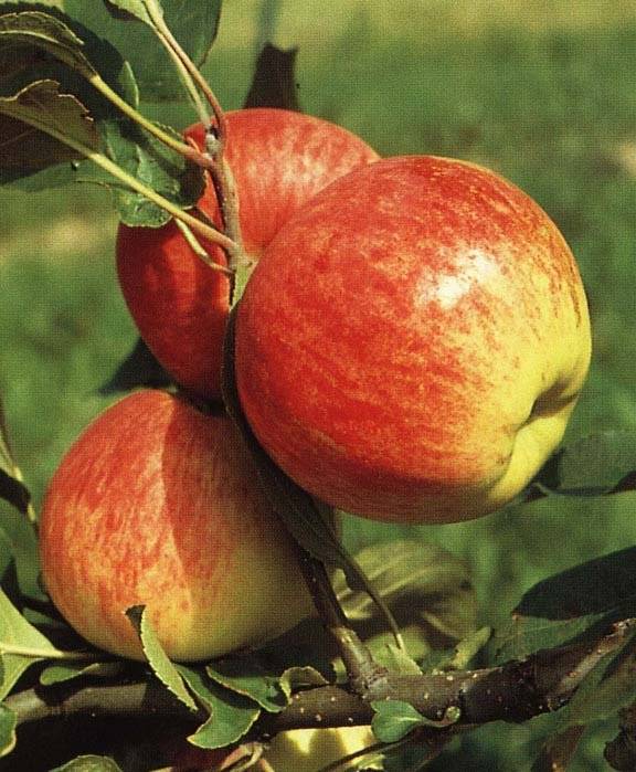 Яблоня мантет: описание сорта, посадка и уход