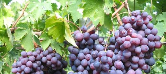 Виноград фавор: описание сорта, фото, отзывы