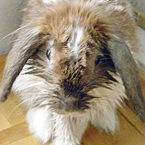 Мокрая мордочка у кроликов: симптомы и лечение мокреца