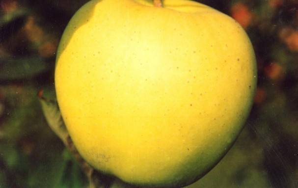 Яблоня голден делишес: описание сорта, фото, отзывы, опылители