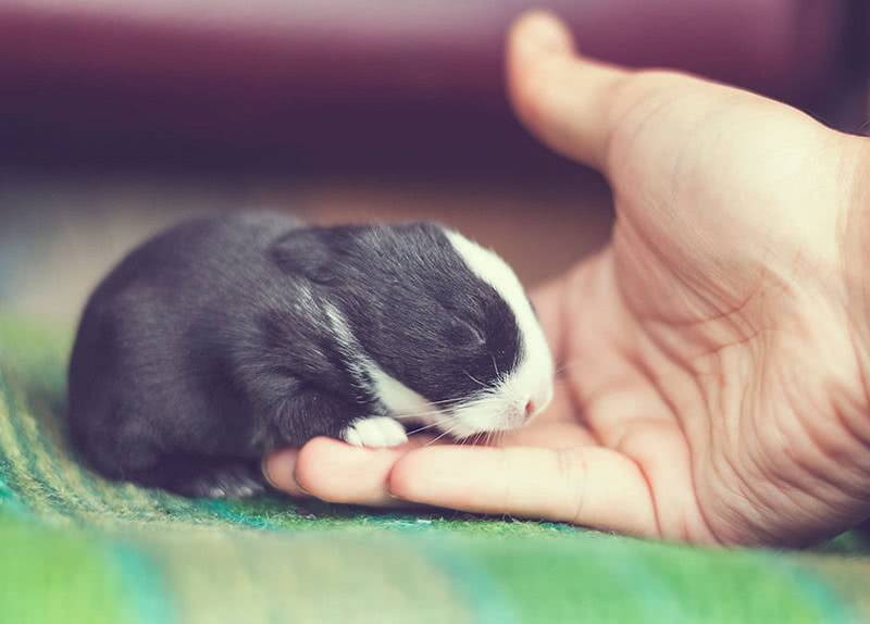 Новорождённые крольчата: внешний вид, уход, кормление, отсадка от крольчихи