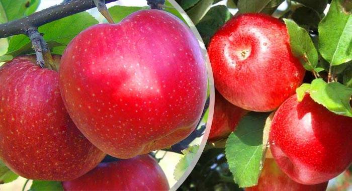 Яблоки супер чиф: фото и описание плодов высокого качества