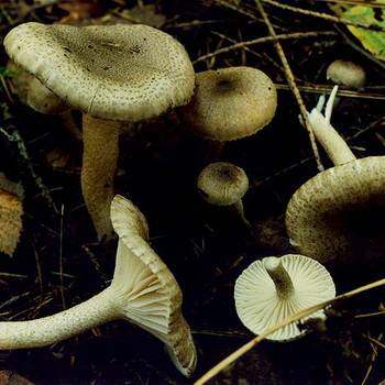 Описание гриба рода Гигрофор