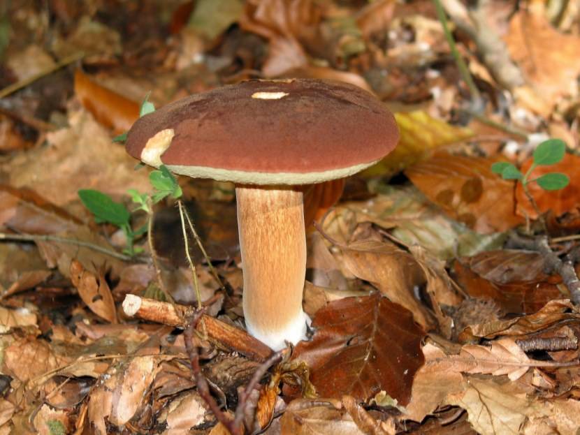 Каштановый гриб или гиропорус каштановый: описание и распространение