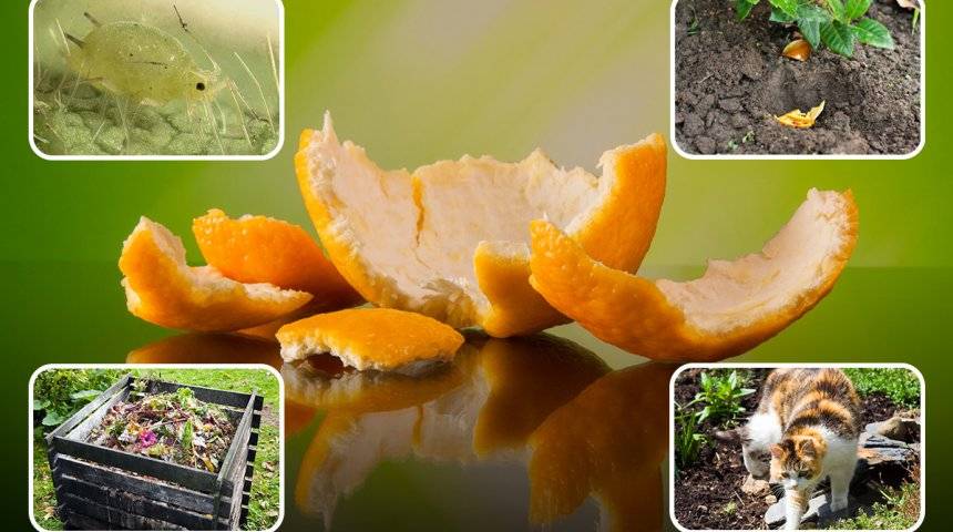 Апельсиновые корки как натуральное удобрение