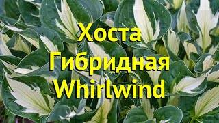 Hosta.com.ua. хоста whirlwind (вирлвинд) из частной коллекции хост в украине