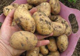 Сорт картофеля колетте: характеристика, описание с фото, отзывы