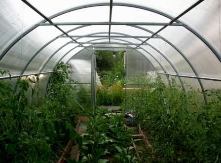 При какой температуре можно высаживать помидоры в теплицу | огородовед