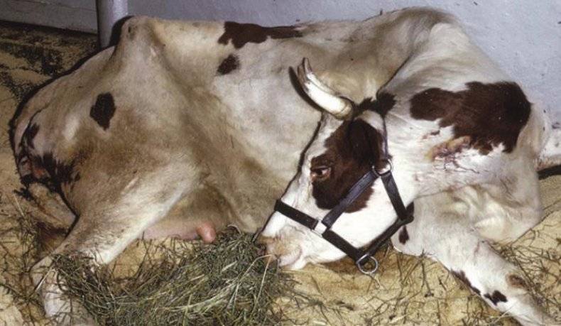 Шишки (на вымени, шее, челюсти, спине, животе) у коровы