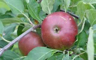Яблоня коваленковское: описание сорта, отзывы садоводов + фото