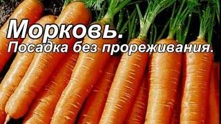 Пошаговая инструкция: как сажать морковь семенами в открытом грунте, чтобы не прореживать