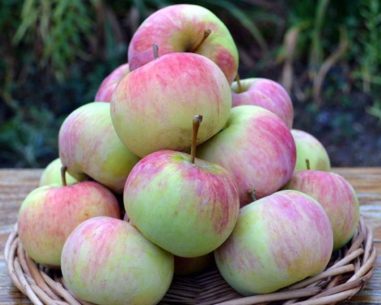 Прекрасная яблоня конфетное: фото и описание сорта