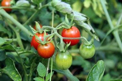 Чем подкормить помидоры в период плодоношения: лучшие подкормки, рецепты и сроки