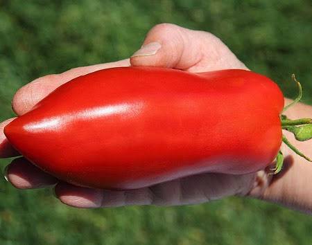 Сорта Перцевидного томата