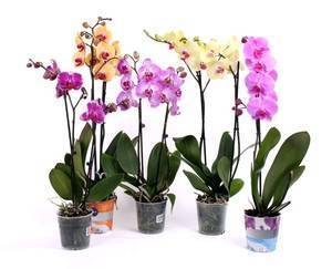 Уход за орхидей во время цветения в домашних условиях, чем подкармливать в зимнее время, можно ли поворачивать, советы на видео, как правильно ухаживать