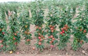 Колоновидная яблоня: сорта, фото, отзывы, размножение, выращивание
