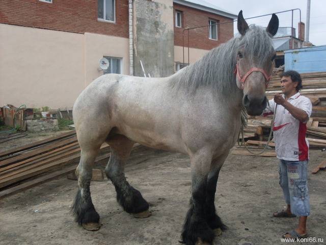 Лошадь брабансон: фото, описание и характеристики породы