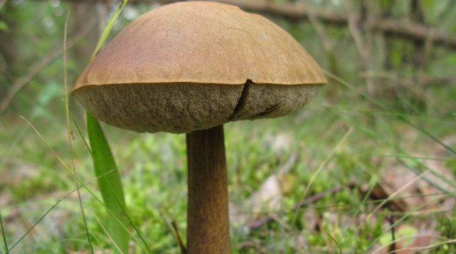 Подберезовик - гриб с наибольшим содержанием белка, описание, виды, фото и видео