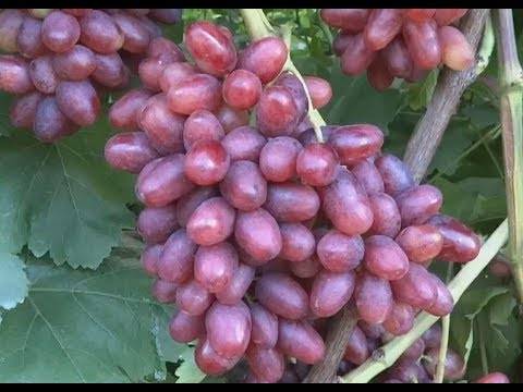 Выращивание винограда богема - агро журнал dachnye-fei.ru