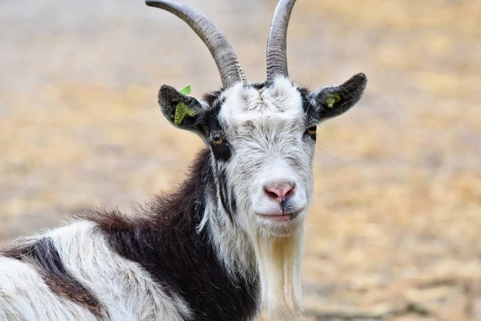 Разведение коз как бизнес: выбор породы, затраты, преимущества и недостатки