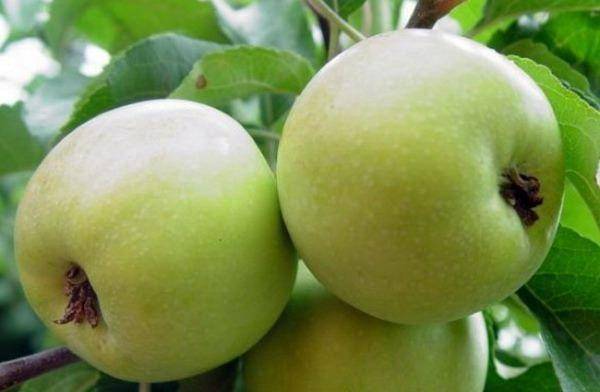 Карликовая яблоня для сибири и урала сорта чудное, как ее посадить | садоводство и огородничество