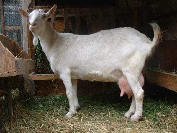 Зааненские козы: описание породы, содержание, уход, цена, фото