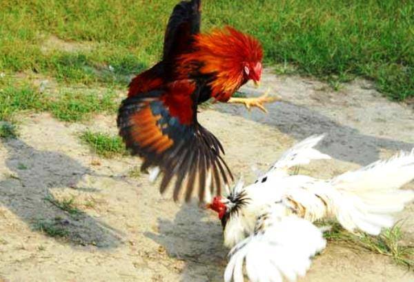 Цыплята без петуха: как долго курица несёт оплодотворённые яйца