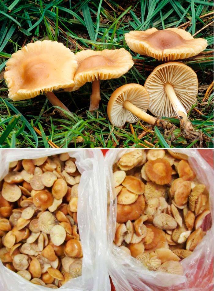 Характеристика гриба зимний опенок (фламмулина)