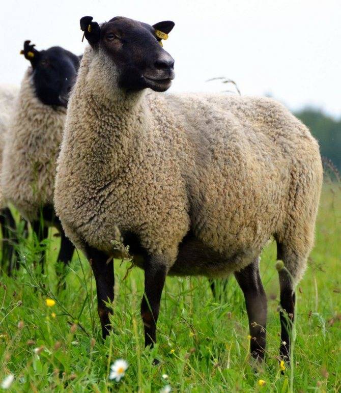 Романовская порода овец – лучший вариант для начинающих животноводов