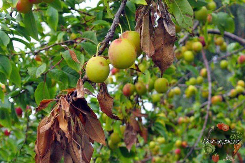 Болезни вишни: описание с фотографиями и способы лечения - огород, сад, балкон - медиаплатформа миртесен