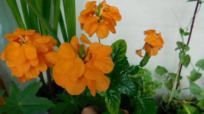 Цветок кроссандра - подробности ухода за тропической красавицей