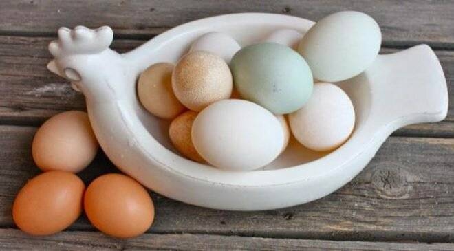 Польза и вред яиц индоутки