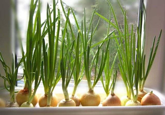 Лук шнитт: выращивание на подоконнике из семян и делением
