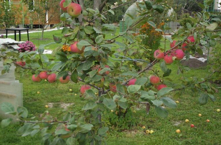 Яблоня "конфетное": описание сорта, фото, отзывы, урожайность