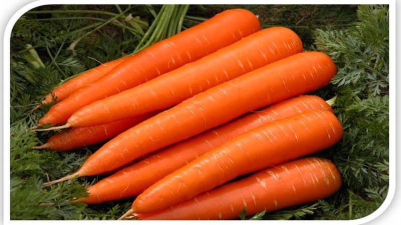 Морковь королева осени: описание и характеристики сорта, достоинства и недостатки
