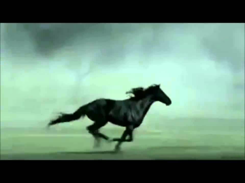 Какие существуют виды бега лошади? 2020