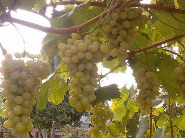 Виноград августин: отзывы, фото, описание сорта, посадка и выращивание, уход, обрезка, морозостойкость, опылители, урожайность