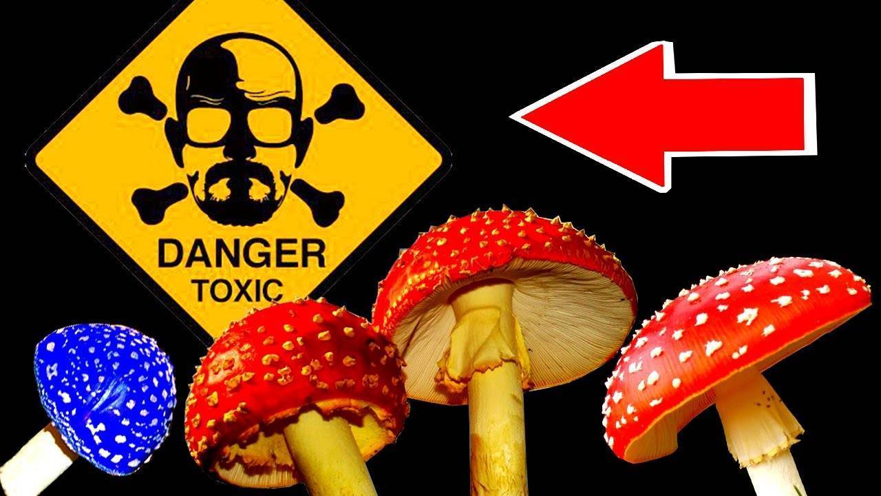 Ядовитые несъедобные грибы – фото, название и описание для детей и взрослых