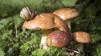 Какие грибы можно собирать на юге подмосковья
