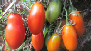 Общие сведения и выращивание сорта помидоров «французский гроздевой»