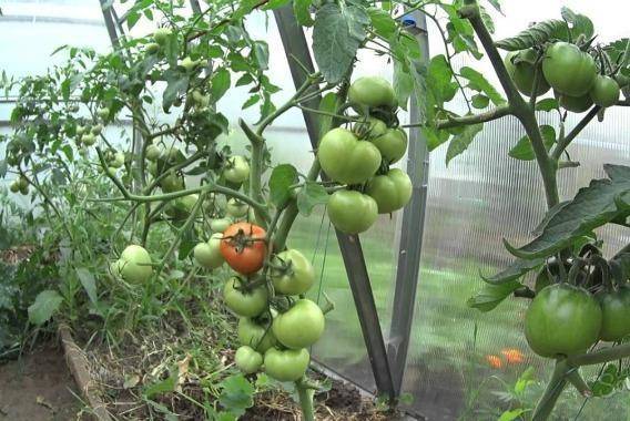 Первая подкормка томатов после высадки в теплицу: пошагово