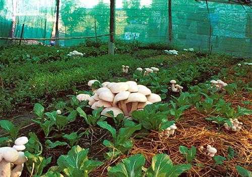 Особенности культивирования лесных грибов на дачном участке