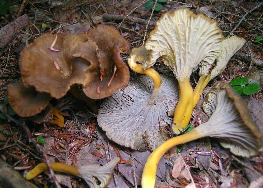 Лисички - съедобные грибы | описание, фото и видео