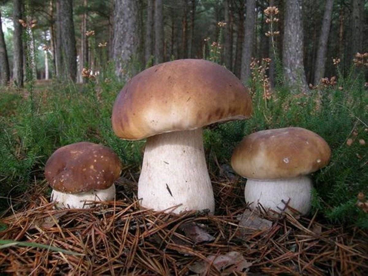 Симбиоз грибов с деревом и растениями: как проявляются симбиотические связи
