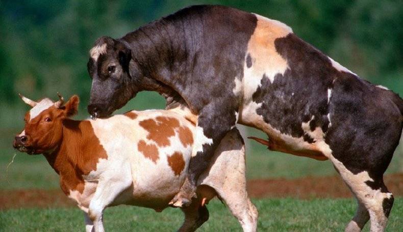 Спаривание коров с быками