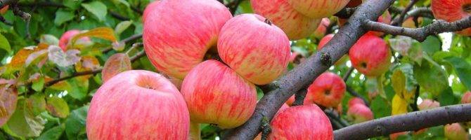 Сорт яблони мельба, описание, характеристика и отзывы, а также особенности выращивания данного сорта