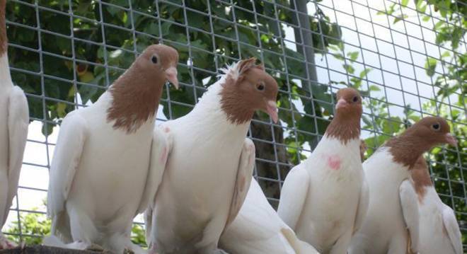 Высоколетные голуби: обзор свердловских и ижевских, венских и сербских, пакистанских и будапештских, венгерских и других разновидностей