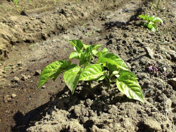 Перец: выращивание и уход в теплице и в открытом грунте