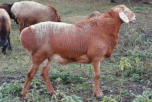 Гиссарская овца - описание породы, разведение, выращивание, фото и видео | россельхоз.рф