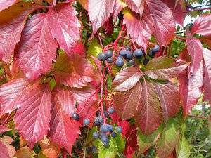Девичий виноград — посадка, уход, размножение и особенности выращивания декоративного винограда в саду (95 фото и видео)